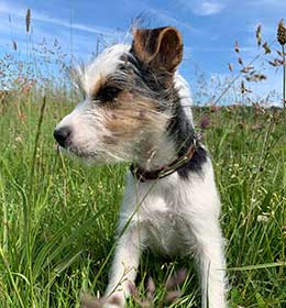 Liesel